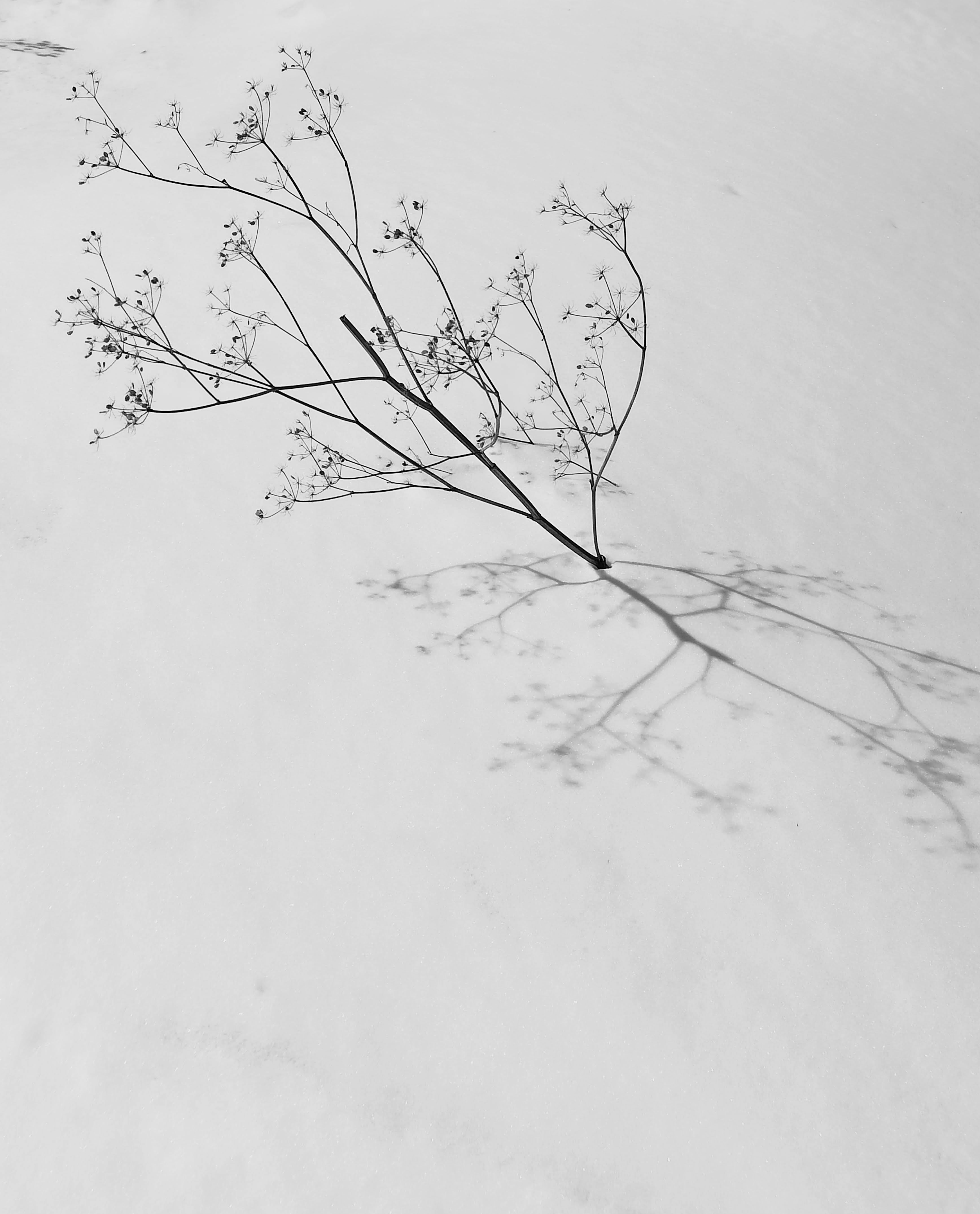 A tree branch against snow with a shadow.